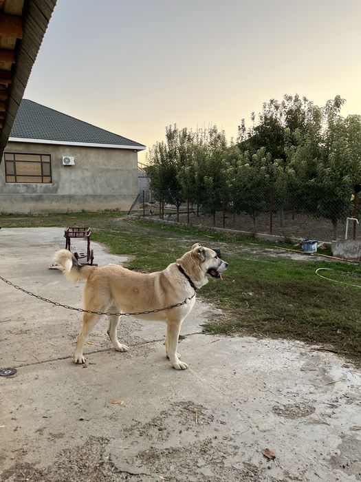 Алабай ургашы девочка