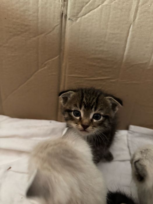 Продаются котята