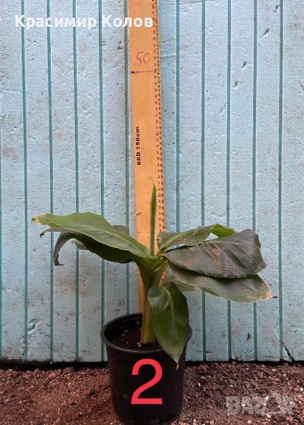 Банан ядлив джудже, Musa acuminata 'Dwarf Cavendish', растения