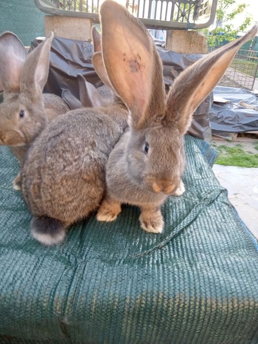 Iepuri uriaș gri german