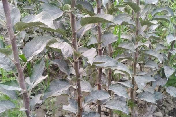 Мевали дарахтлар кучатлари дехкондан . 100% гарантия