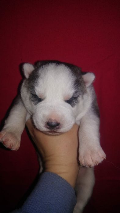 Продам щенков сибирский хаски