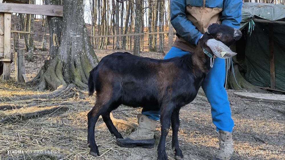 Tap Anglo Nubian cu certificat origine pedigree