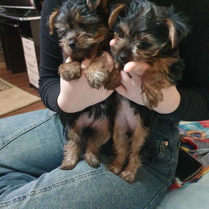 Йоркширский терьер