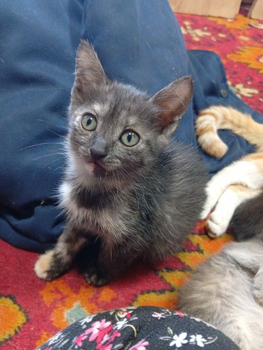 Котята ищут добрые ручки