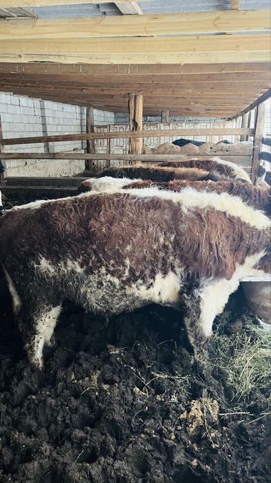 Бордақы бұқалар 1.5-2 жас