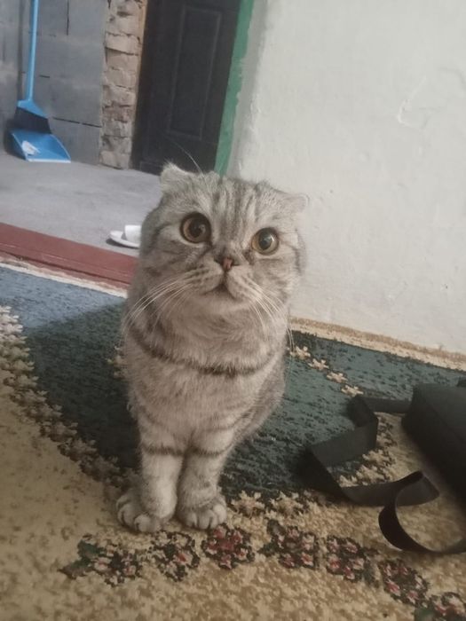 Срочно продам кота