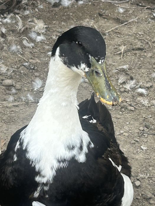 Утка башкирская,годовалая