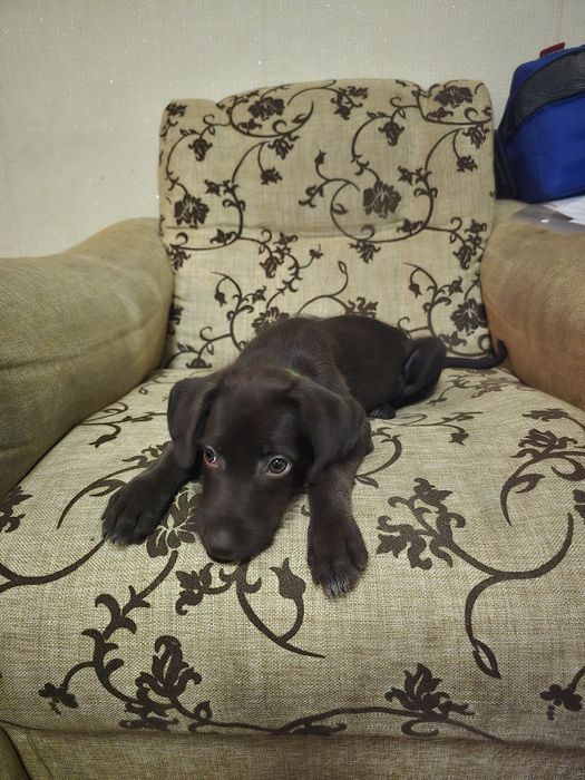 Kuchuk sotiladi parodasi Dobermen