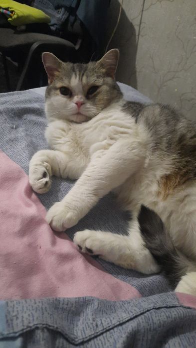 Отдам бесплатно кошку
