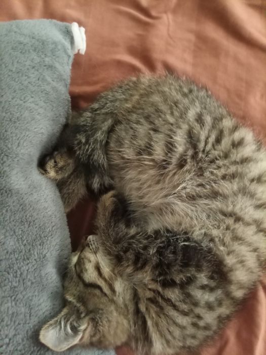 Котик мальчик (маленький полосатый)
