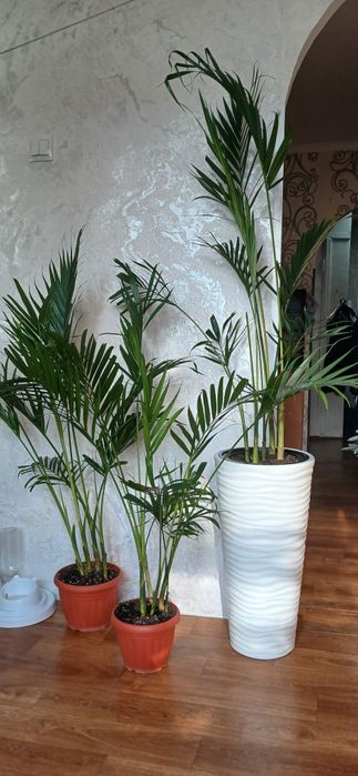 Пальма Хамедория