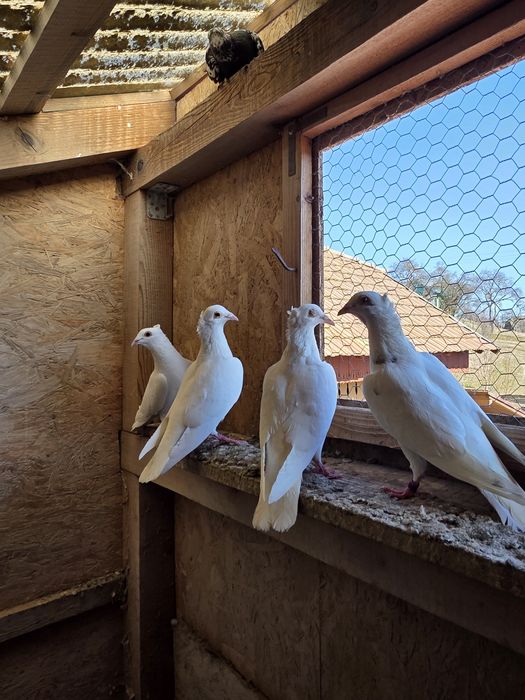 Porumbei voiajori cu mot