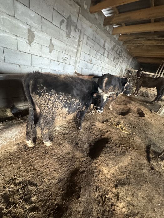 Бука бык откорм