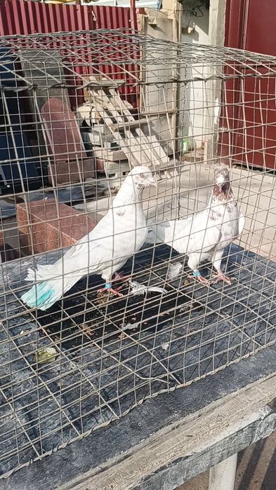 Голуби гульвадамы пара