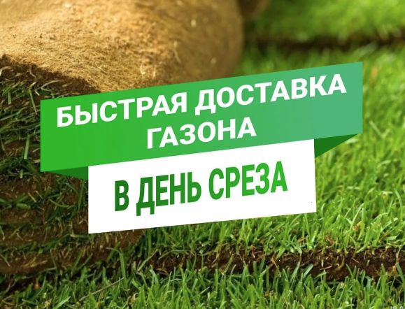 Качественный газон от питомника Алматы