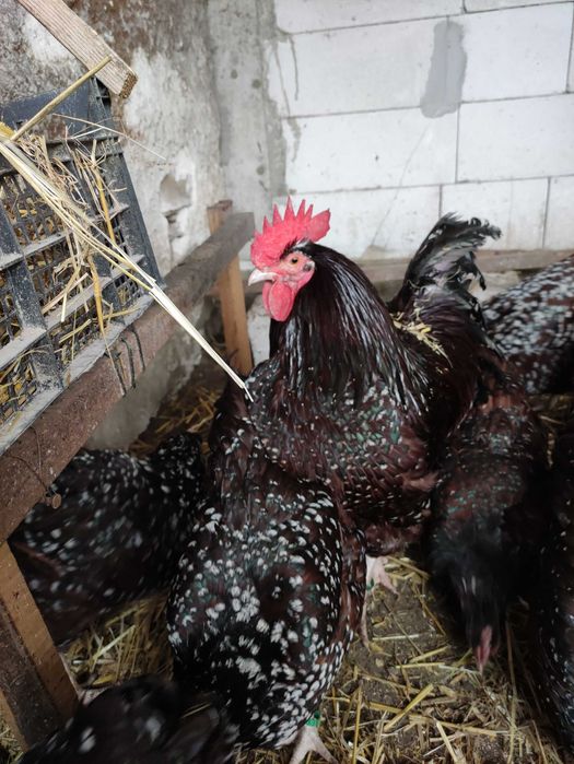 Ouă incubație Sussex