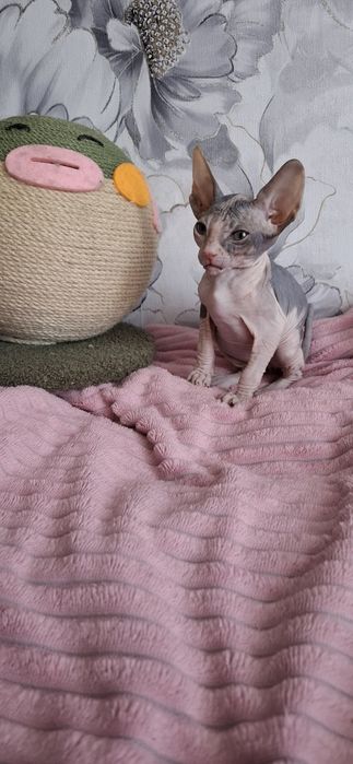 Котята донского сфинкса