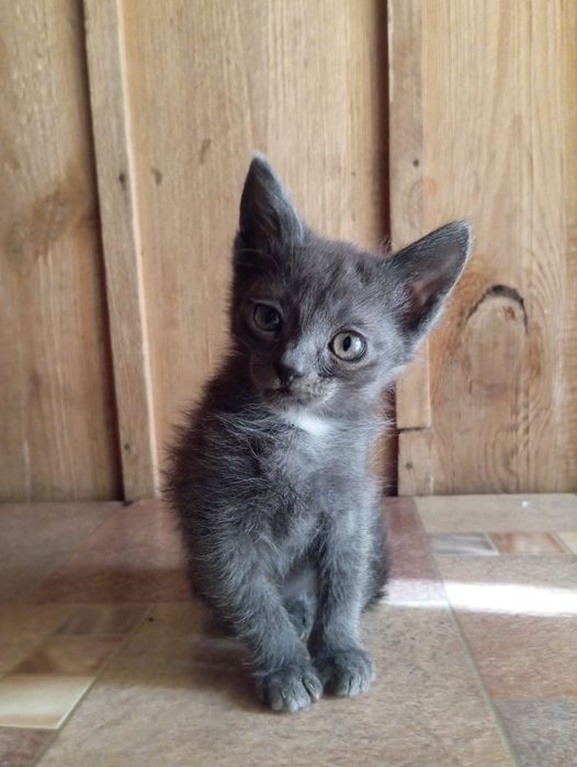 Отдам котят в хорошие руки!