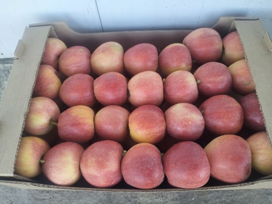 Яблоки свежие, урожай 2025