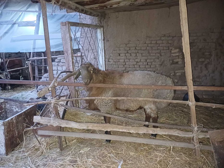 Qo'zi  sotiladi  12 oylik