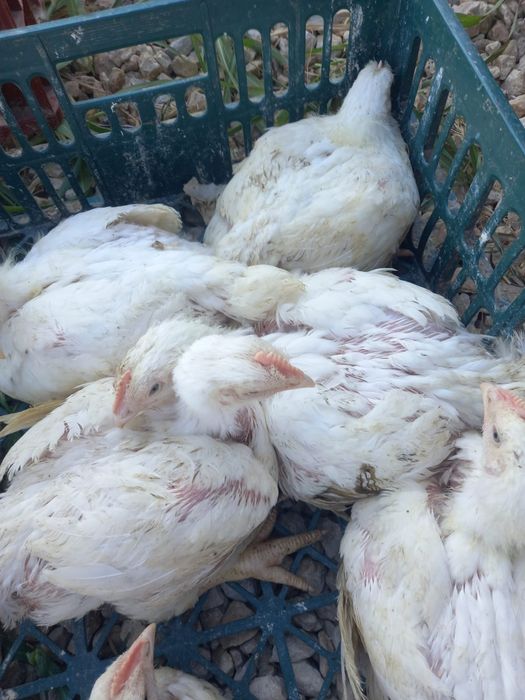 Pui de carne și rasa mixtă