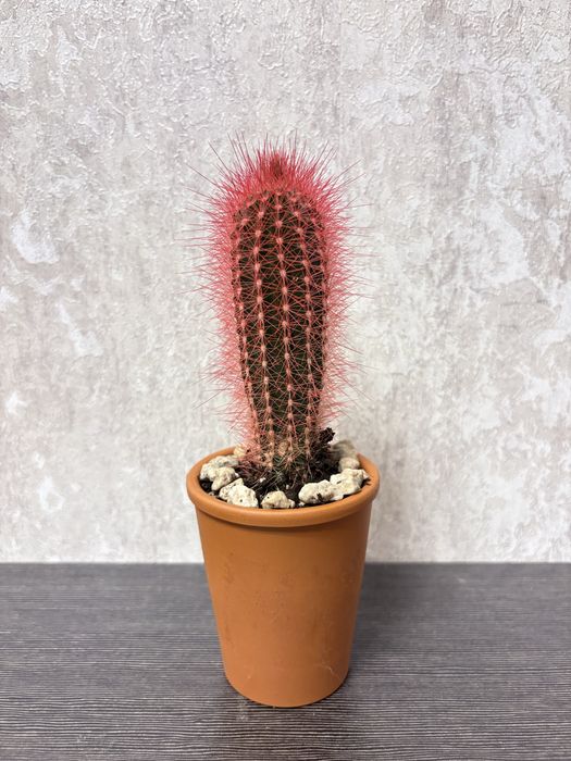 Кактус - Пламъчко