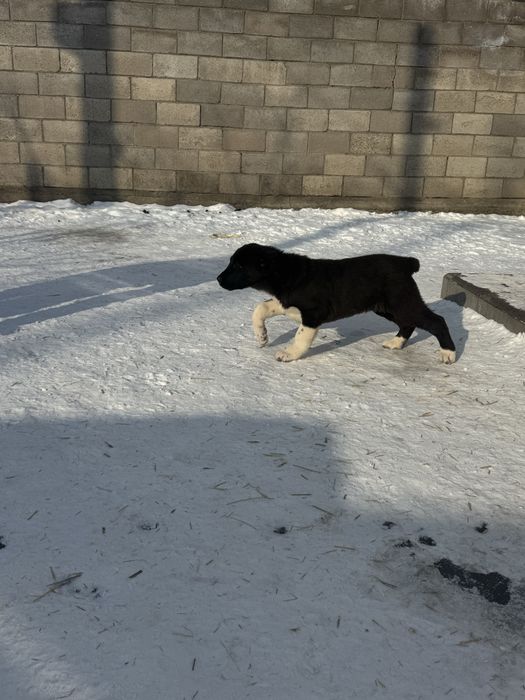 Продаю щенков САО (алабай)