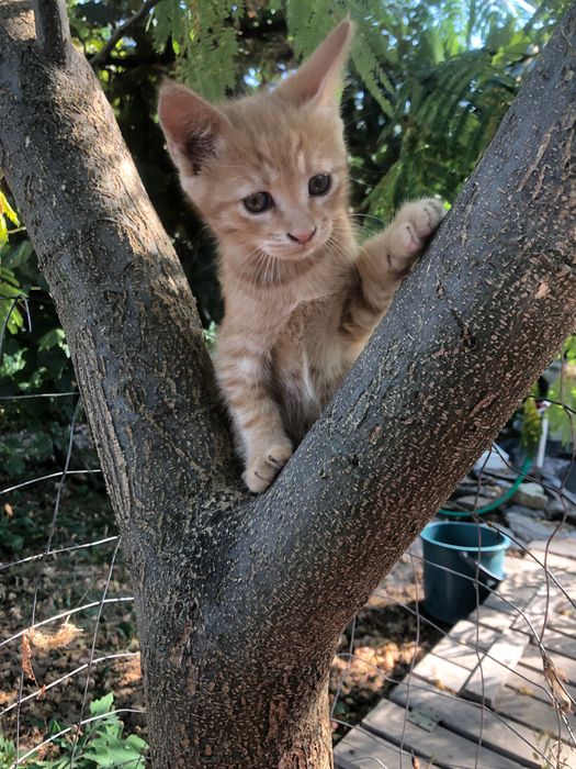 Pisici spre adoptie in Crevedia, in apropiere de Bucuresti, ii putem aduce si acasa.
