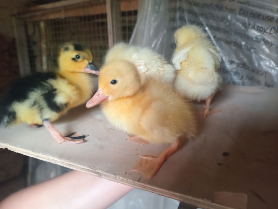 Jójala sotiladi òrdak