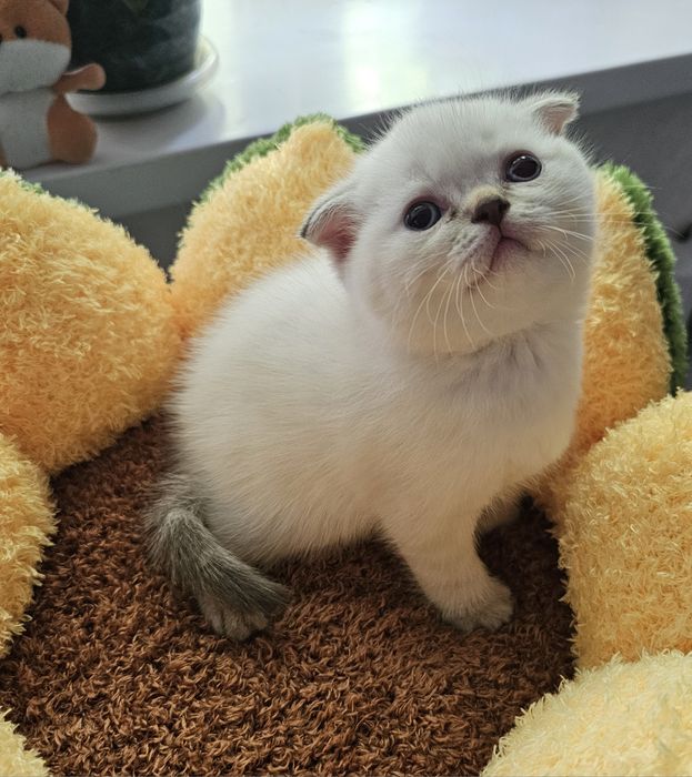 Продам котёнка,  мальчика