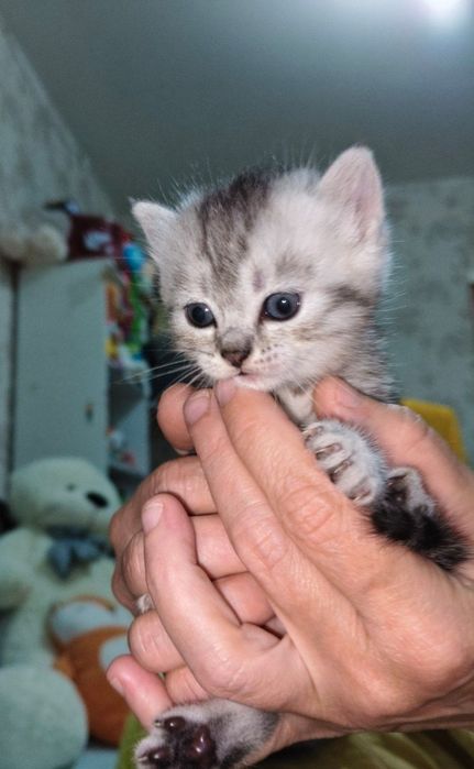 Котята метисы в добрые руки