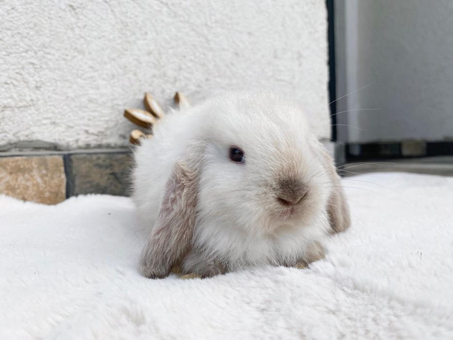 Vând pui berbec pitic