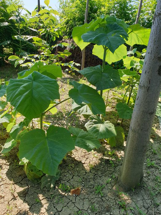 Vand puieti de paulownia ST4