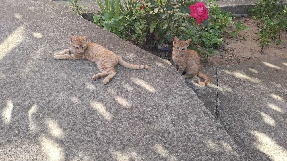 Ofer spre adopție 2 pisicuțe de 3 luni