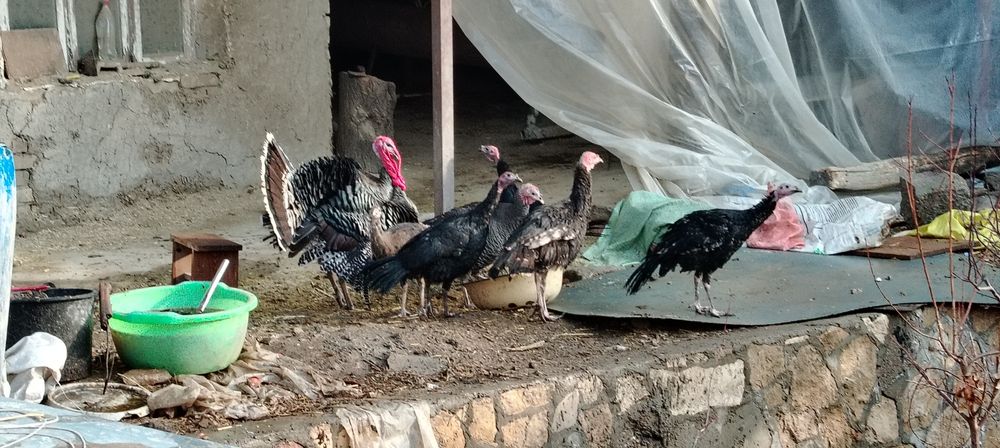 Куркалар сотилади