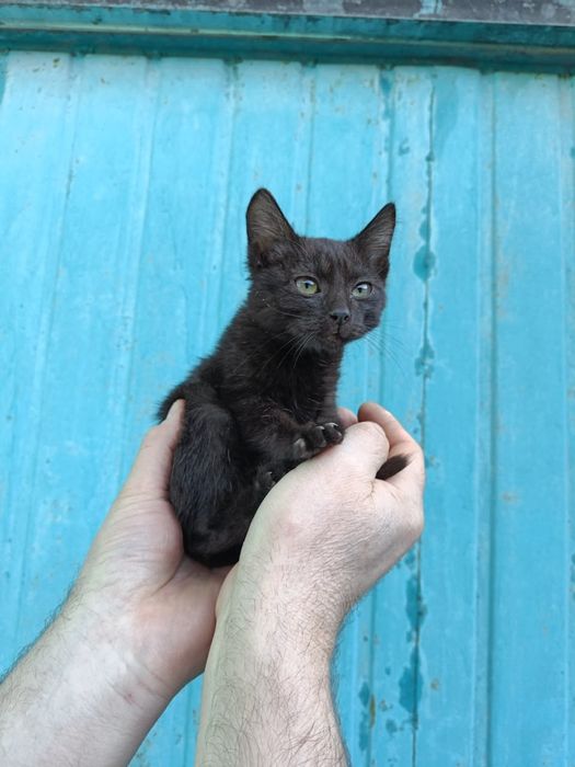 Кошечка черная даром