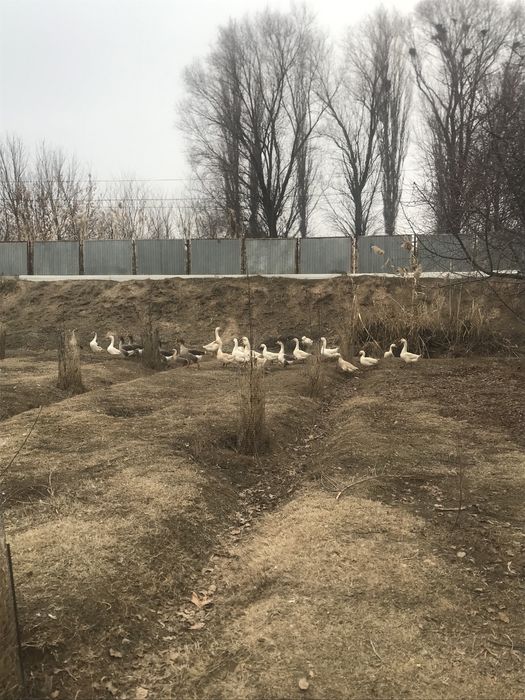 Продам гусей, срочно!