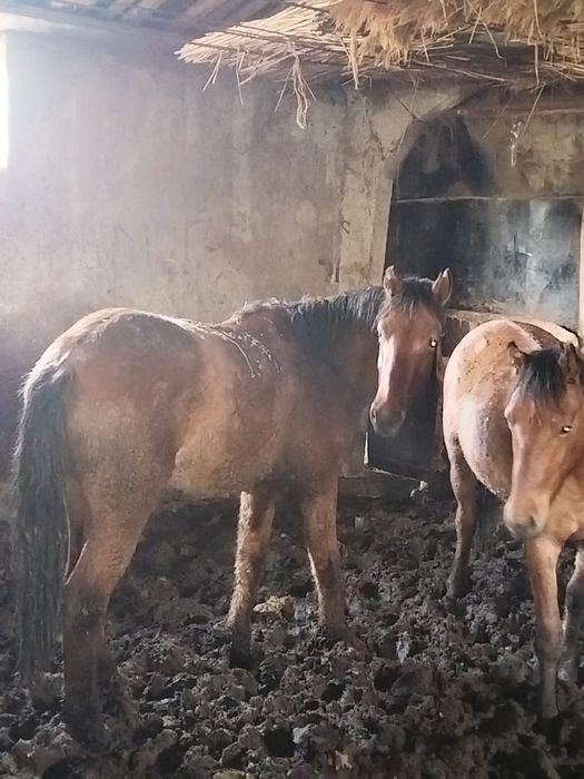 Жылқы семіз сатылады