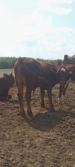 Продам подсосных телят
