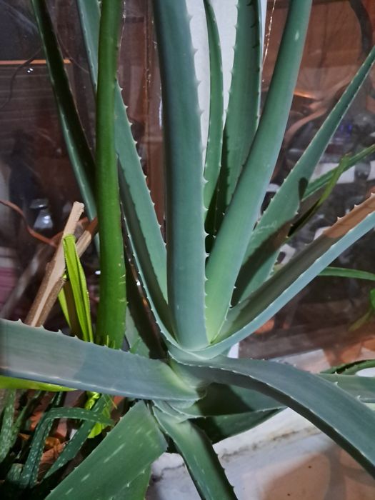 Алое вера огромное обмен. Лечебное