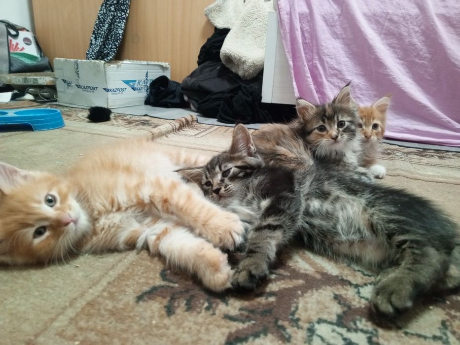 отдам котят в добрые руки