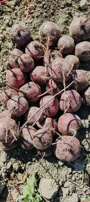 ҚИЗИЛЧА мақсулоди сотилди наманганда