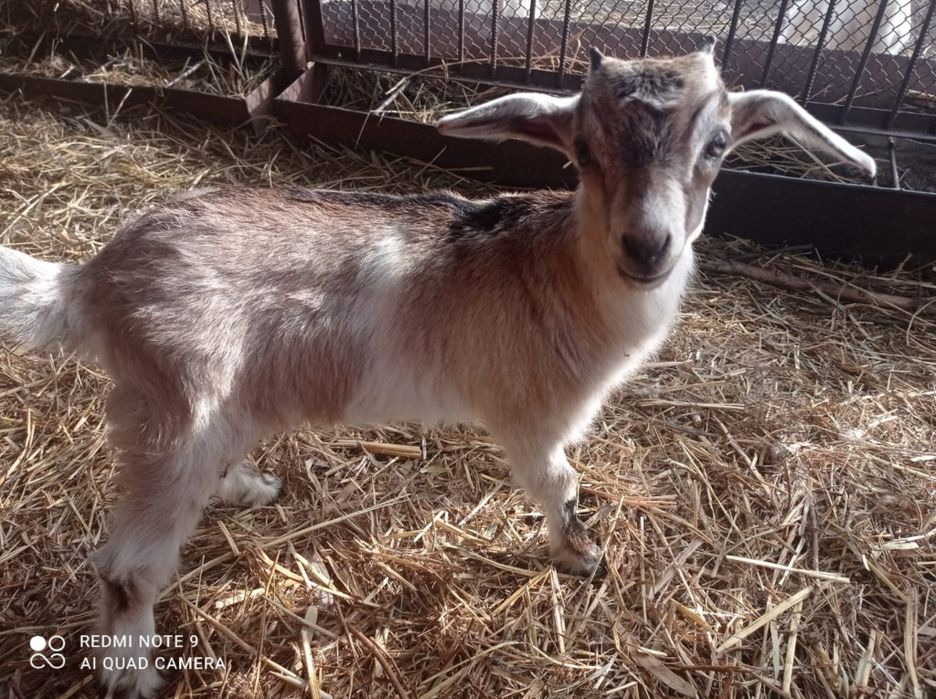 Продается козочка