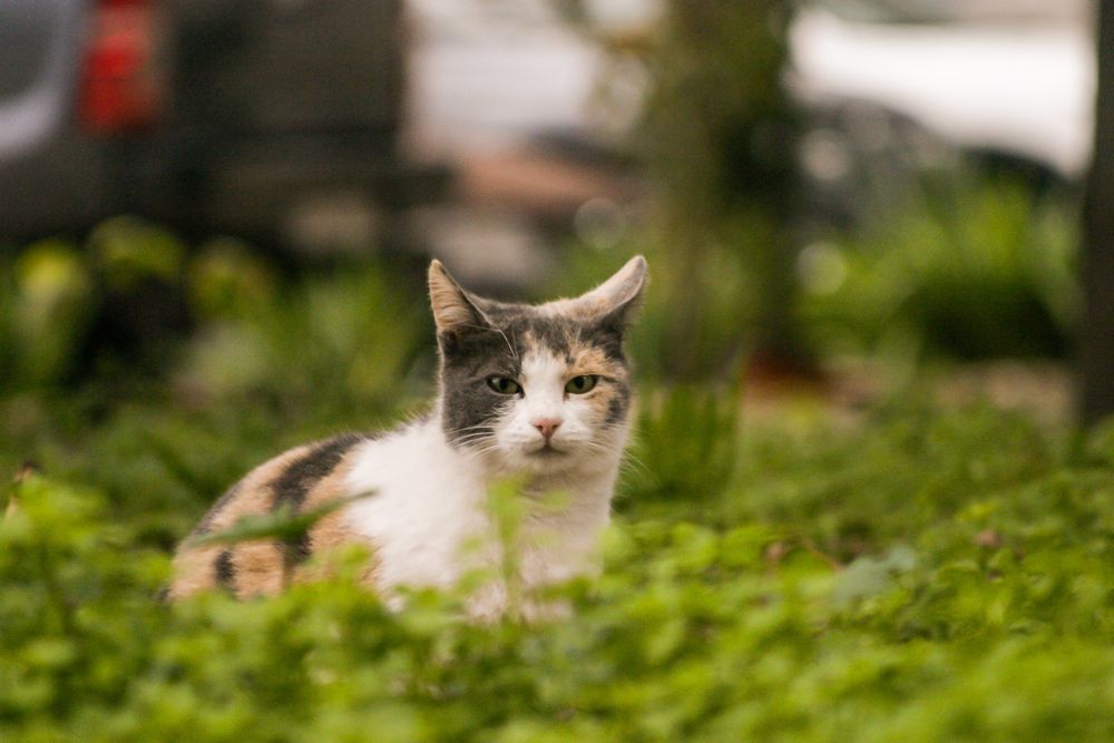 Canon Eos 10D с два обектива и подарък