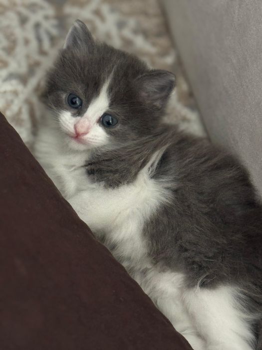 Отдам котят в добрые руки 2 девочки 2 мальчика