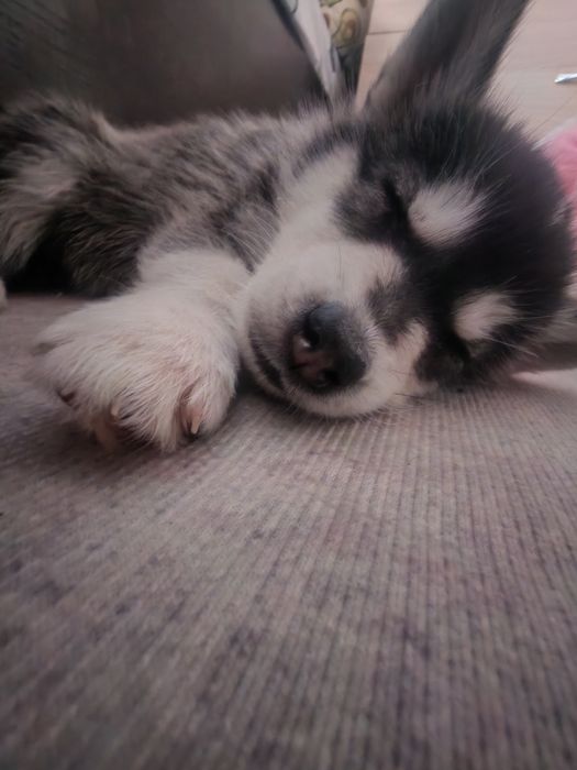 Продам девочку хаски