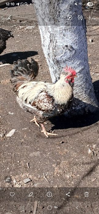 Петухи продаётся