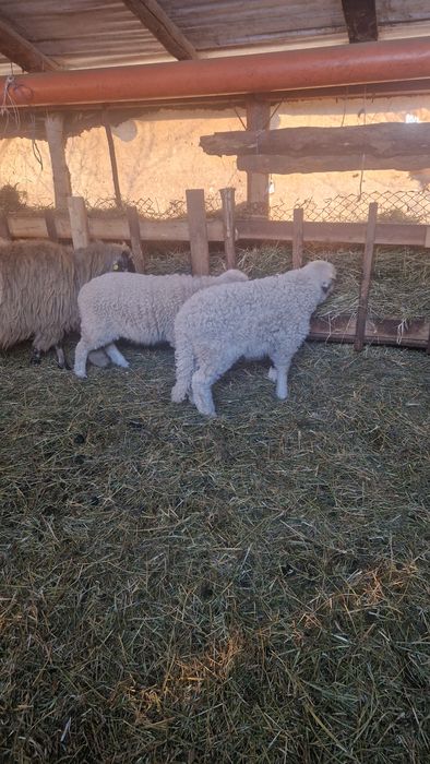 Vand miei pentru  sacrificat