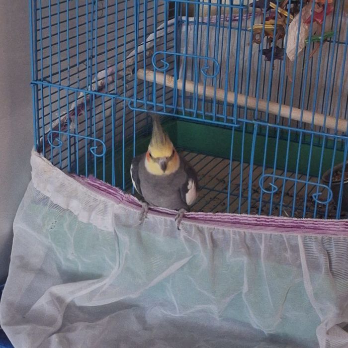 Papagal nimfa de vanzare